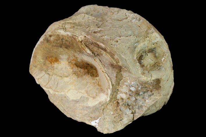 Fossil Xiphactinus (Cretaceous Fish) Vertebra - Kansas #139292